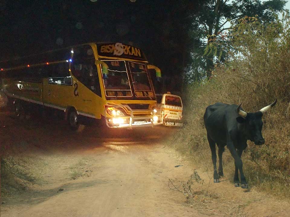 Mit dem Bus in den Busch